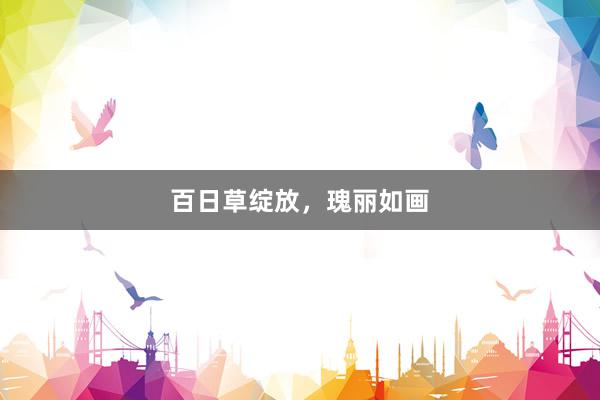 百日草绽放,瑰丽如画