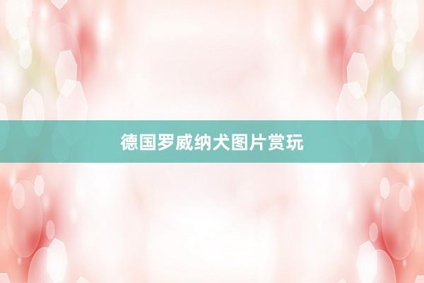 德国罗威纳犬图片赏玩
